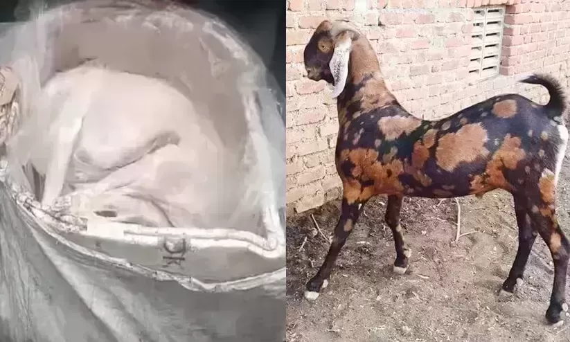 Cow vigilantes dog meat claims false; meat indeed mutton: officials