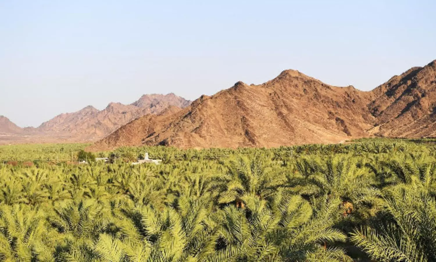 Madinah farmers begin date harvest as fruit reaches peak ripeness