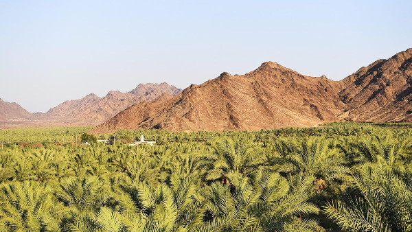 Madinah farmers begin date harvest as fruit reaches peak ripeness