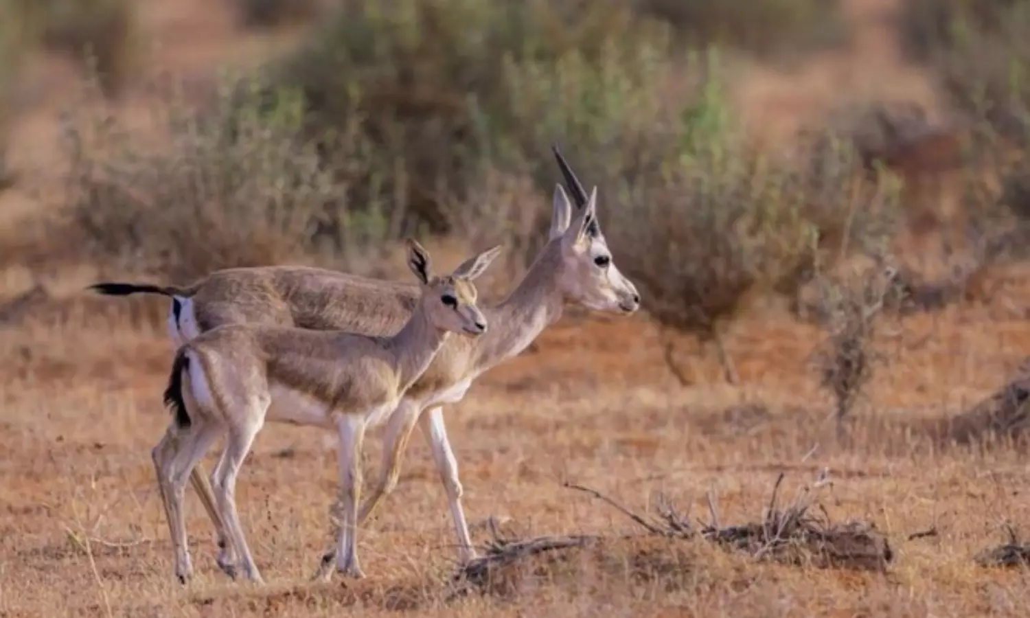 Saudi royal reserve to promote eco-tourism, cultural heritage at Abu Dhabi Expo