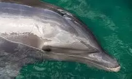 dolphin