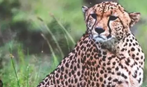 MP Forest Dept probes wanderer Cheetah Pavans death