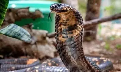 Telangana man dies of snake bite while holding cobra’s head in mouth