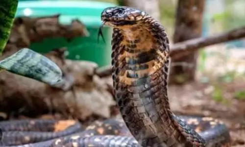 Telangana man dies of snake bite while holding cobra’s head in mouth