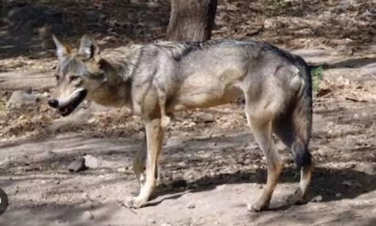Man-eater wolf attacks 13-year-old boy in Uttar Pradesh, seriously injured