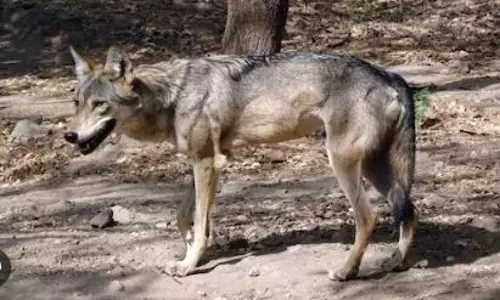 Man-eater wolf attacks 13-year-old boy in Uttar Pradesh, seriously injured