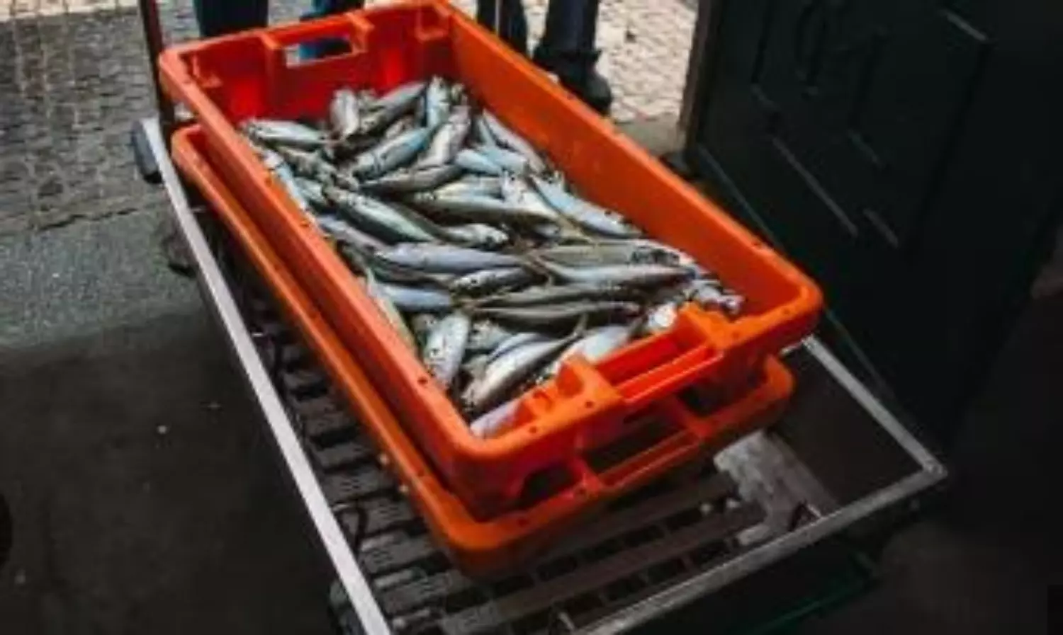 Bangladesh reverses export ban on Hilsa fish to India ahead of Durga Puja