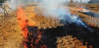 SC requests CAQMs report on steps taken to reduce stubble burning