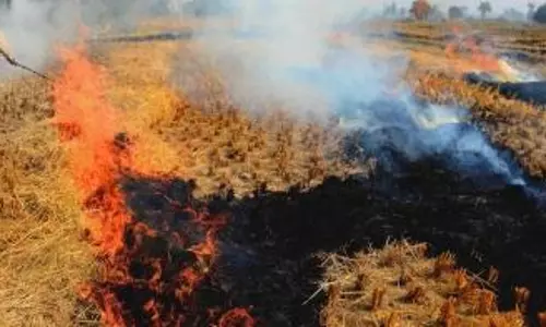 SC requests CAQMs report on steps taken to reduce stubble burning