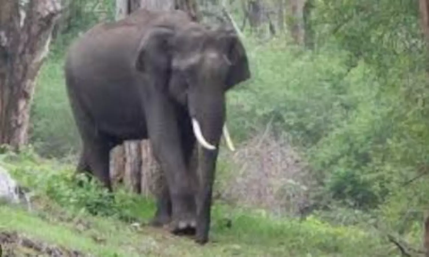Wild elephant tramples man to death in Tamil Nadu village