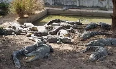 Thai farmer kills over 100 crocodiles as they pose threat to human lives