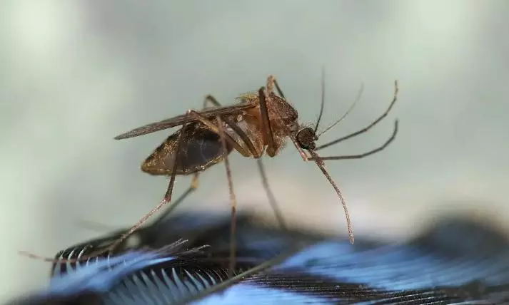 US man dies from a rare mosquito virus, cases are likely to rise