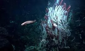 deep sea