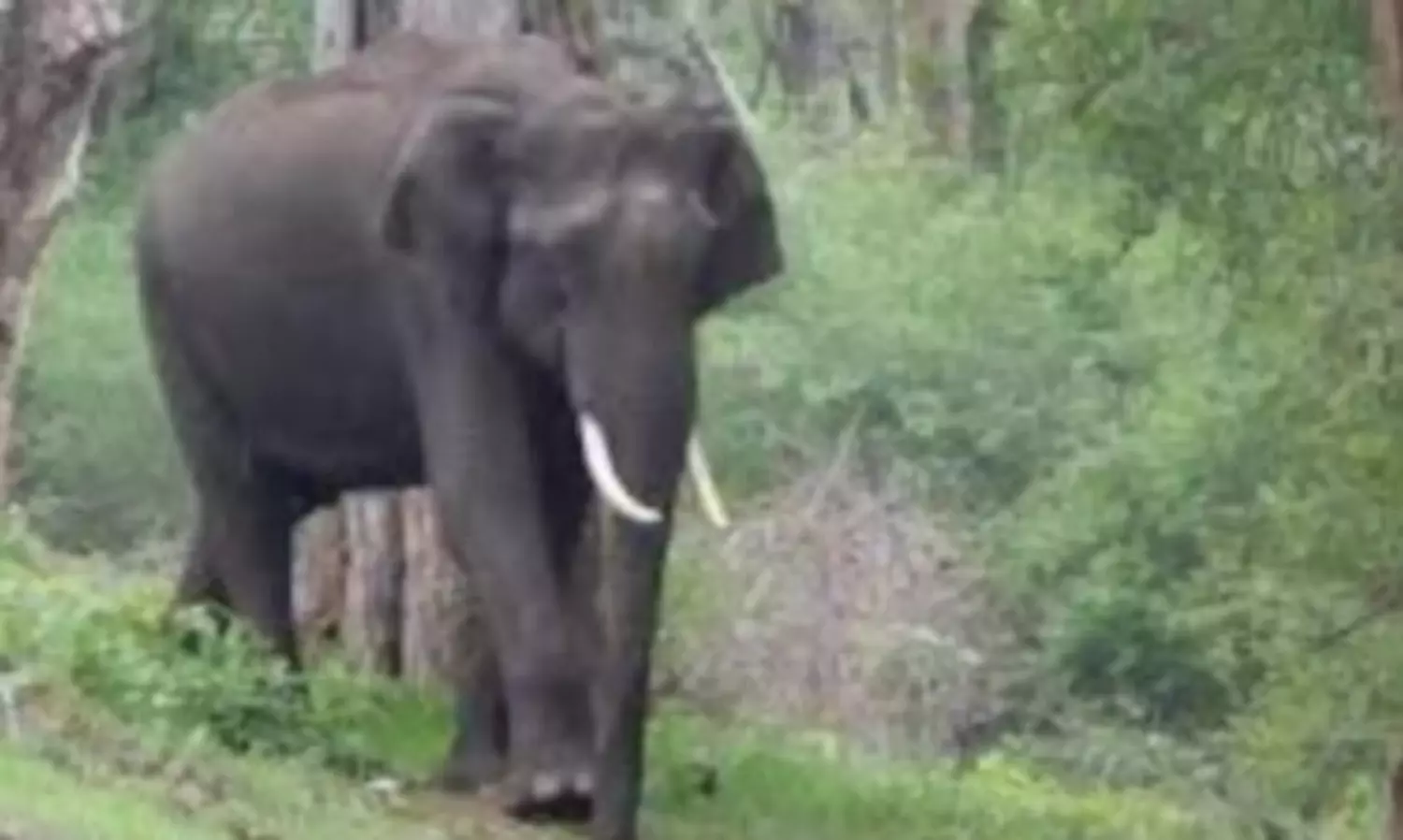 Man trampled to death while taking selfie with elephant in Maharashtra