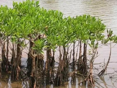 Cyclone Danas impact minimised in coastal Sundarbans by Mangrove belt