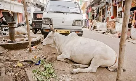 Word ‘stray’ insulting for cows, call them ‘destitute’: Rajasthan govt orders