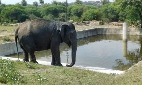 8 elephants die in 48 hours in Madhya Pradeshs Bandhavgarh : report