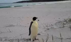 penguin