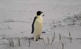 gus the emperor penguin