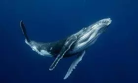 Baleen whales