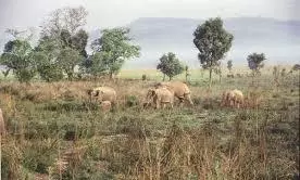 Corbett National Park