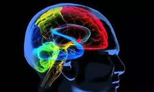 brain