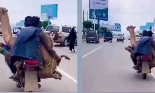 2 men carry camel on motorcycle, sparking outrage over ‘Animal cruelty’