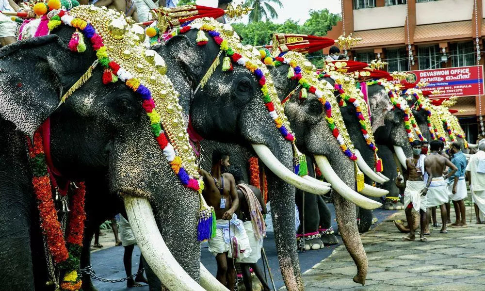 Kerala temple trusts seek SC ruling over elephant parade restrictions