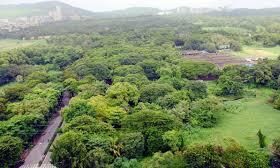 aarey forest