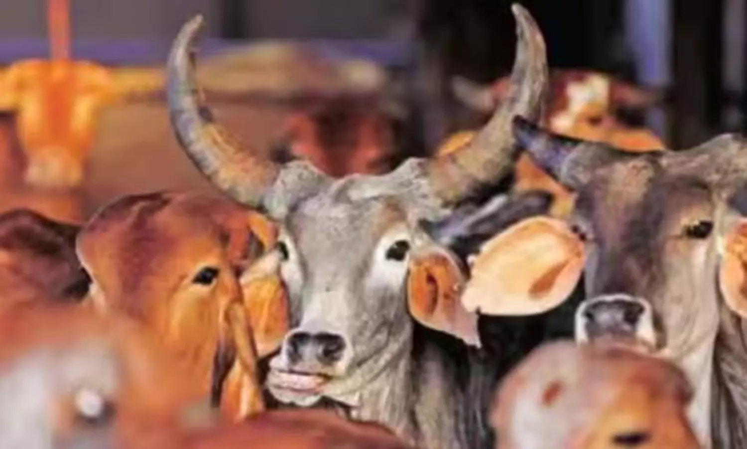 Over 100 booked for attack on Hindu activists protesting against poor condition of cow shelter