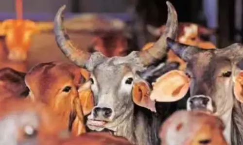 Over 100 booked for attack on Hindu activists protesting against poor condition of cow shelter