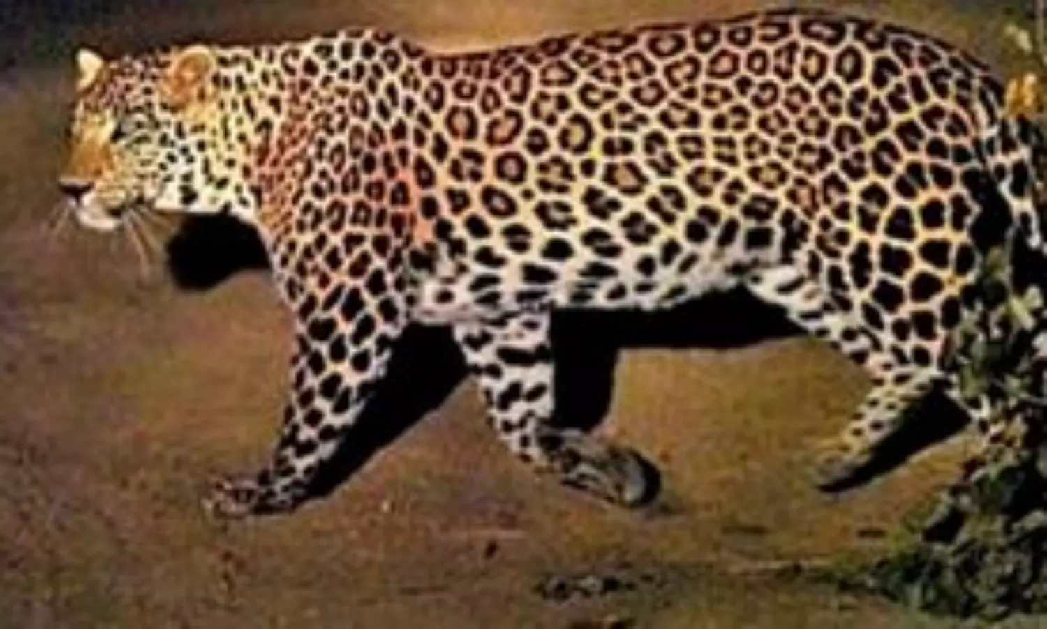 Leopard spotted at Infosys Mysuru; techies asked to work from home