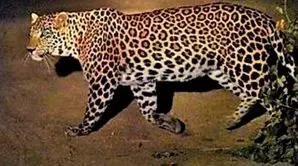 Leopard spotted at Infosys Mysuru; techies asked to work from home