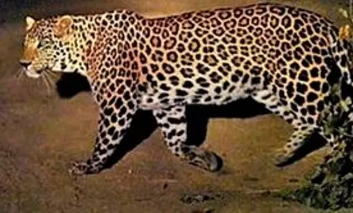Leopard spotted at Infosys Mysuru; techies asked to work from home