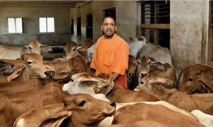 50,000 cows slaughtered daily under UPs Adithyanath govt: BJP leader