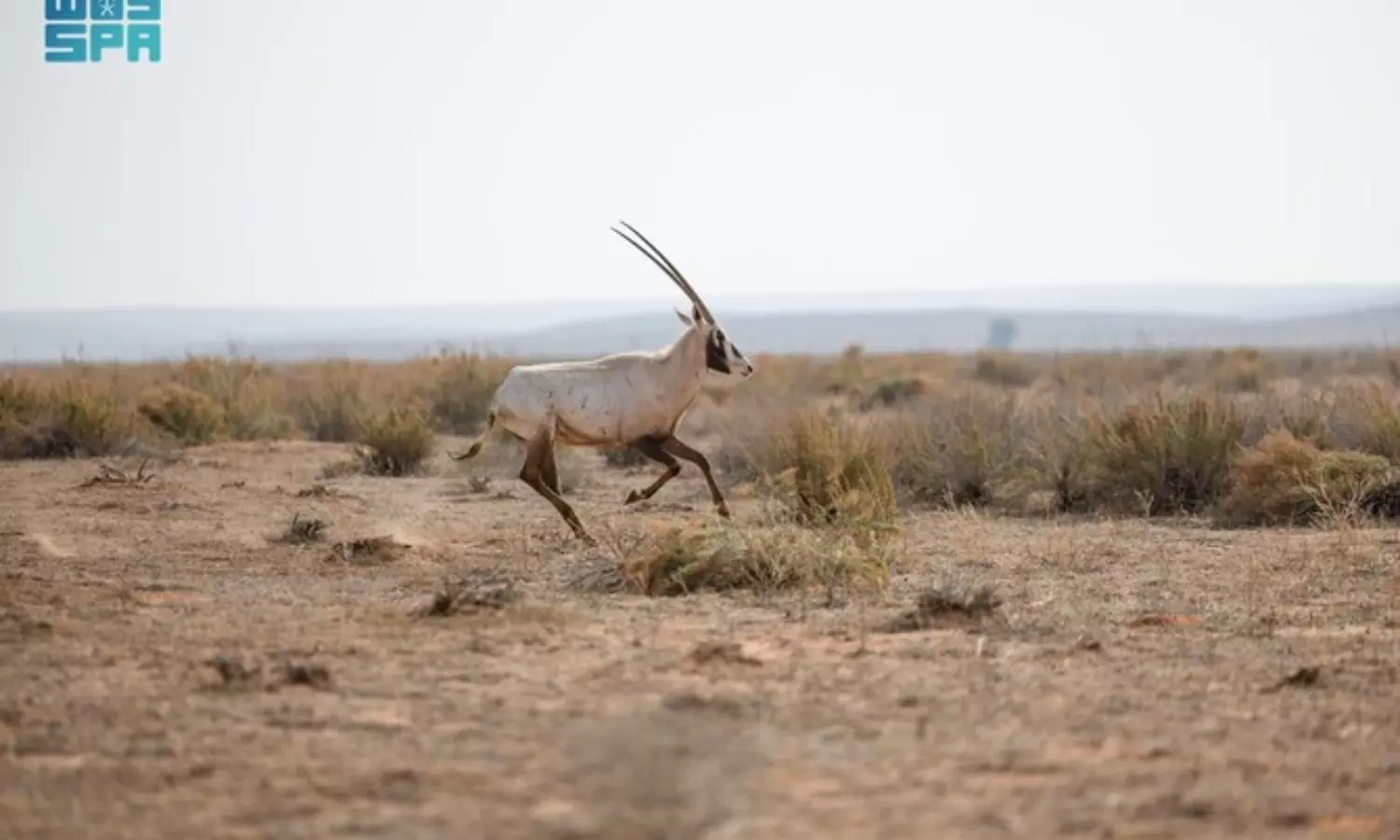 Endangered species find home at Saudi Arabia’s Imam Turki reserve