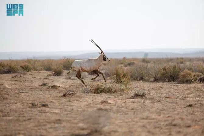 Endangered species find home at Saudi Arabia’s Imam Turki reserve