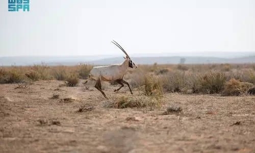 Endangered species find home at Saudi Arabia’s Imam Turki reserve