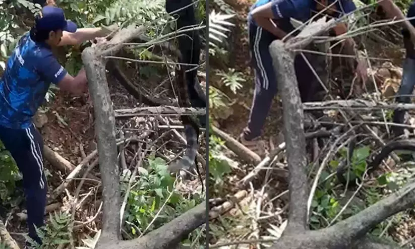 King cobra caught from Sabarimala Sannidhanam