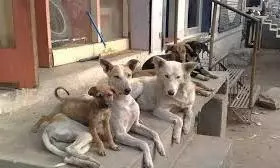 Stray Dogs Morocco