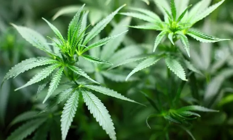 Study on cannabis cultivation approved by Himachal Pradesh govt