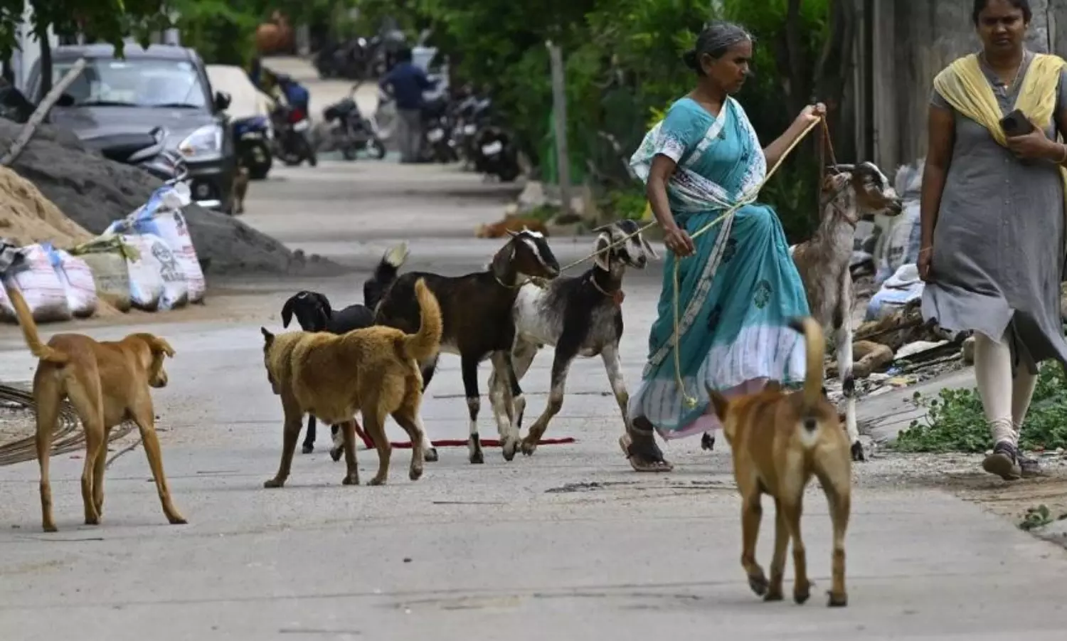21,95,122 dog bite cases and 37 deaths last year: Centre tells Lok Sabha