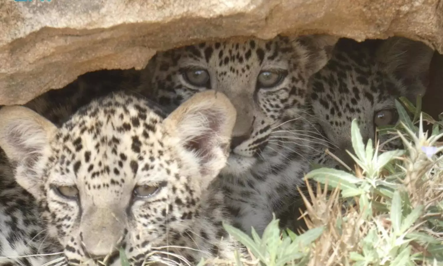 Saudi marks Arabian Leopard Day, raise awareness of endangered cats