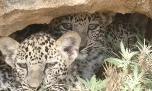 Saudi marks Arabian Leopard Day, raise awareness of endangered cats