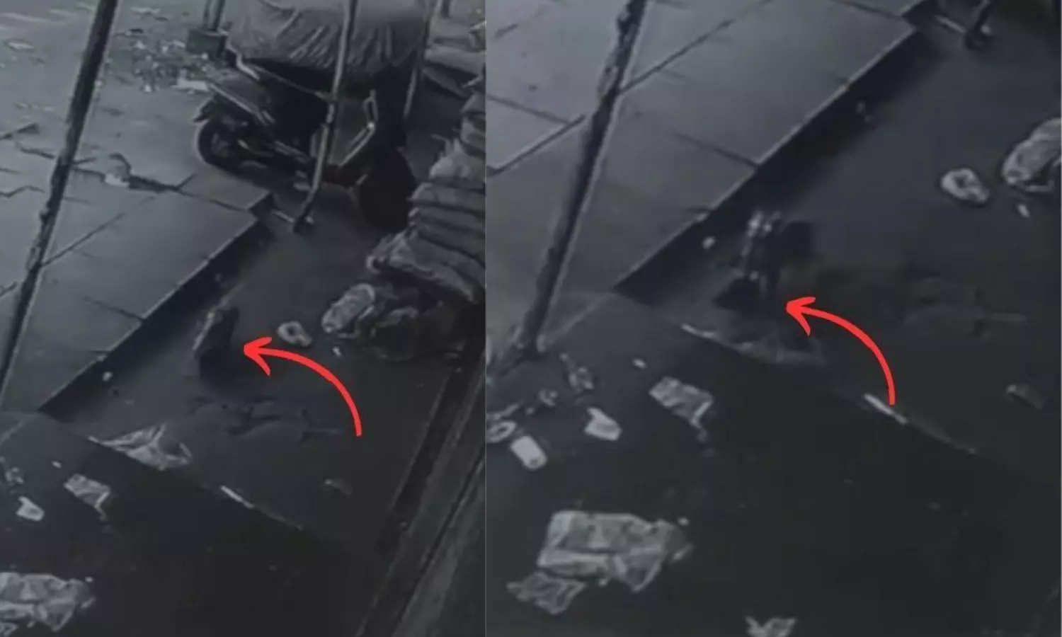 Cat found to be culprit for meat found inside Hyderabad temple near Shiva Lingam