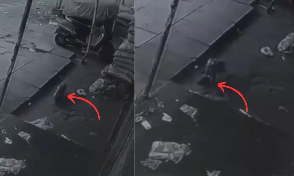 Cat found to be culprit for meat found inside Hyderabad temple near Shiva Lingam Cat found to be culprit for meat found inside Hyderabad temple near Shiva Lingam