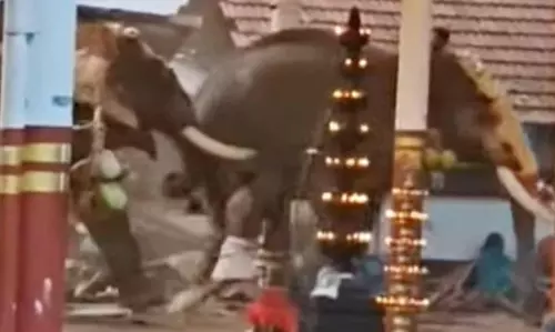 Three killed, over 20 injured as elephants run amok in Koyilandi