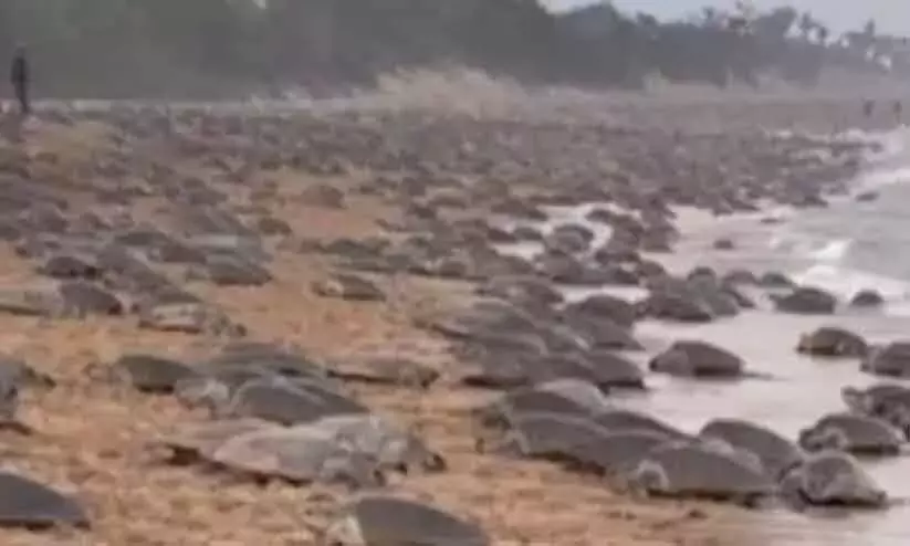 Fact or fake? Turtles flock to Ganga banks after Maha Kumbh??