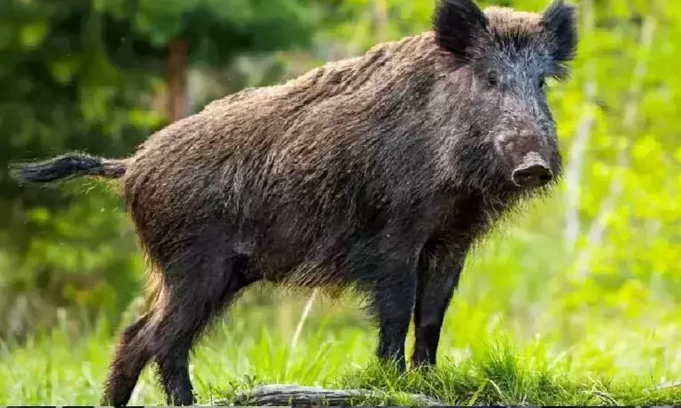 Wild boar attack kills 70-year-old farmer
