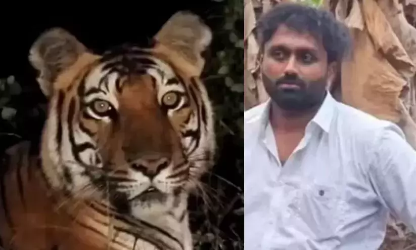 Fake tiger video: Man arrested in Malappuram